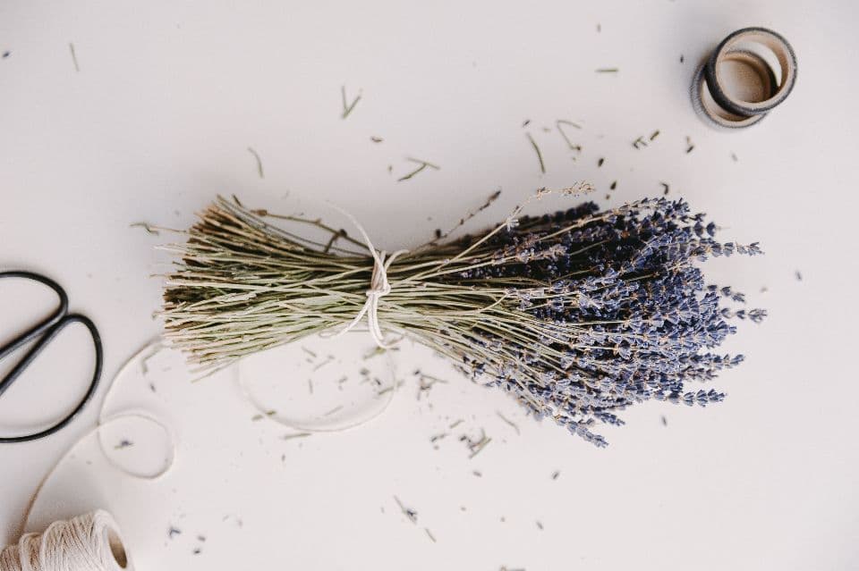 A bundle of dried lavender tied with string