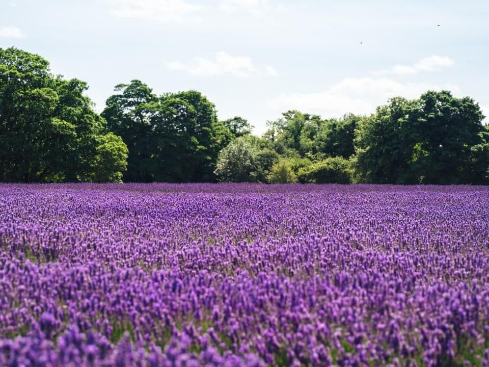 A field of lavender in bloom under a bright sky